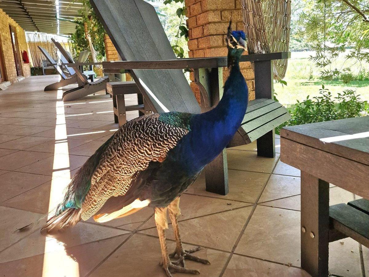 Airport Bird & Game Lodge Kempton Park Exterior foto